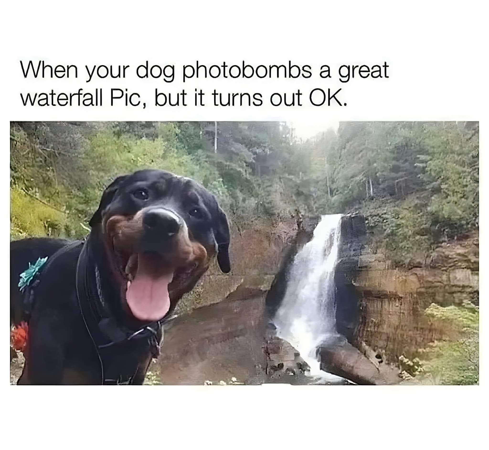 When your dog photobombs a great waterfall pic, but it turns out OK.