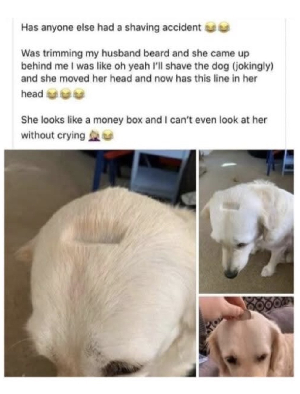 When you accidentally shave a square into your dog's head and now she looks like a piggy bank