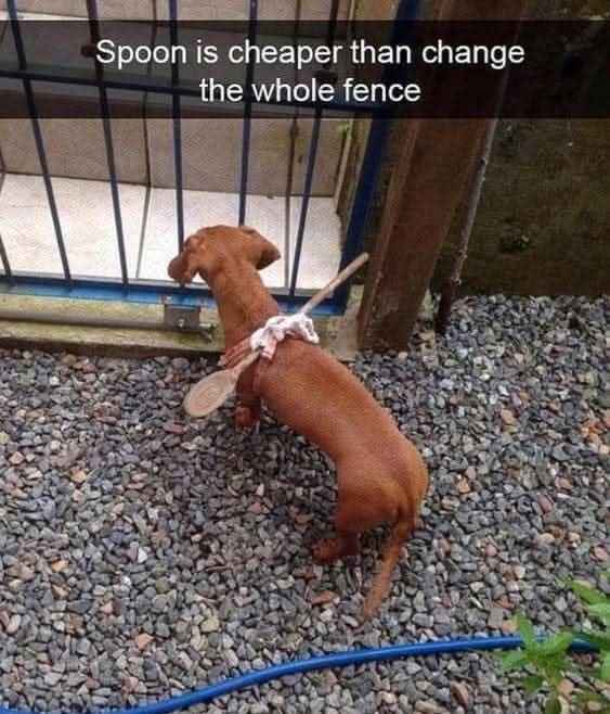 This dog's plan to dig out of the yard involves a spoon and some questionable engineering.