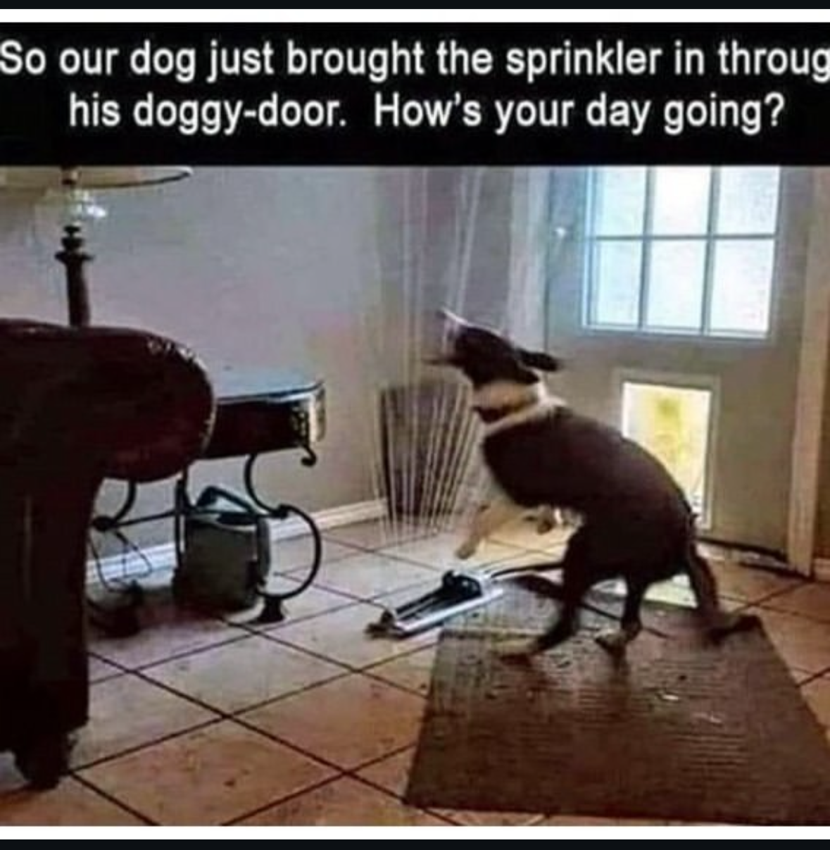 My dog is having a rough day and decided to bring the sprinkler inside. How's yours going?