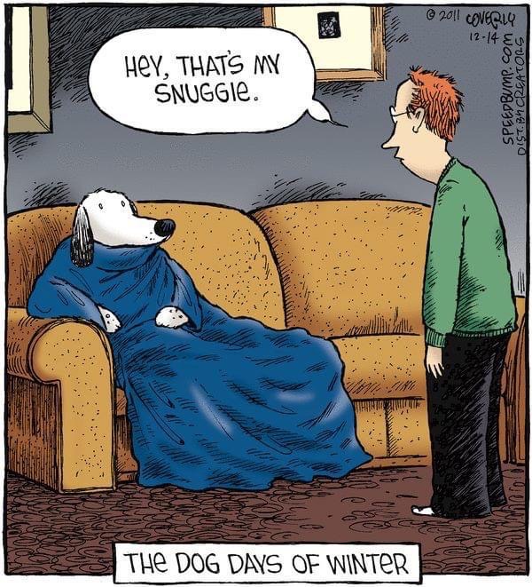 My dog stole my Snuggie and is now judging me for interrupting his cozy time.