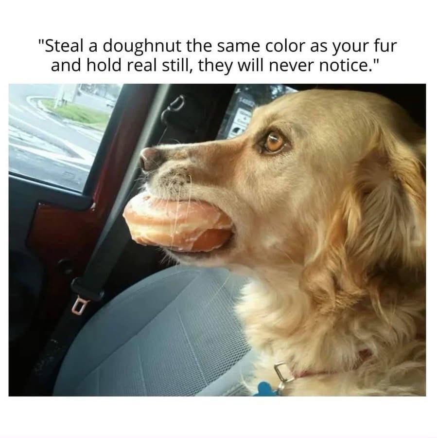 My dog trying to be stealthy with a doughnut.