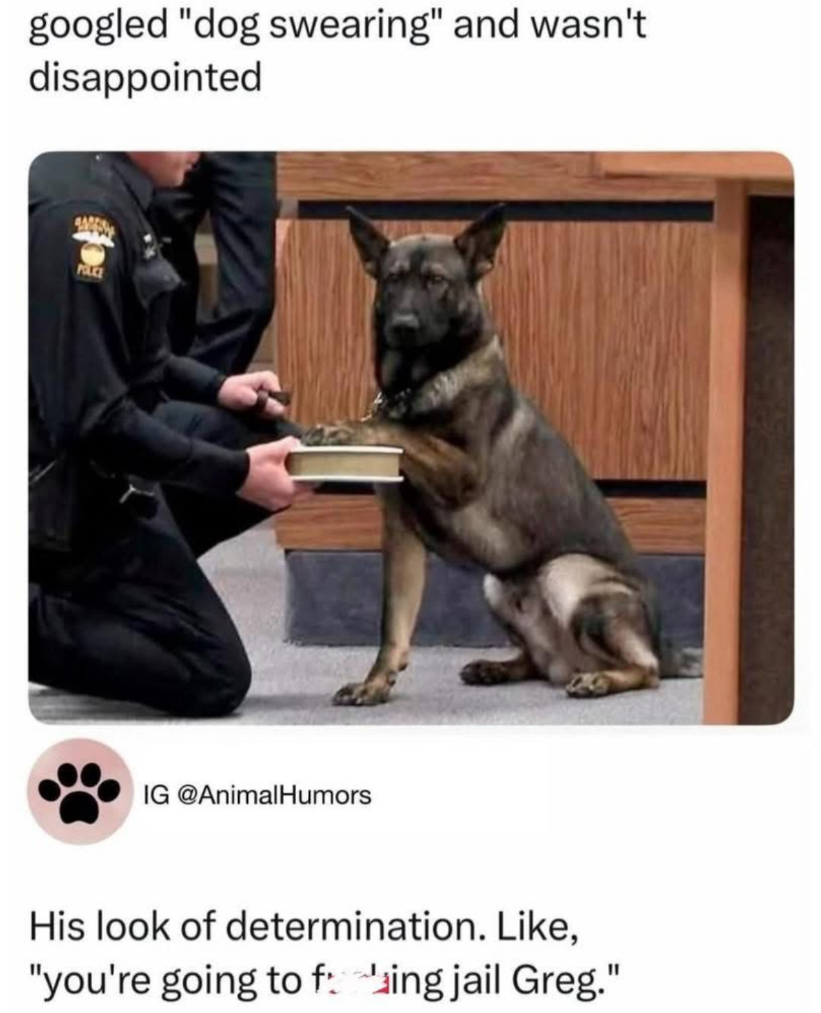 This dog is ready to swear in court, and I love the drama