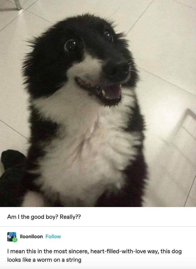 This dog looks like a worm on a string and I can't unsee it