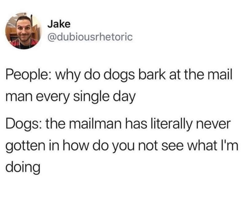 Dogs are so confused why the mailman never breaks in lol