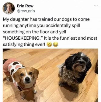 My daughter trained the dogs to clean up spills by yelling 'HOUSEKEEPING' lol