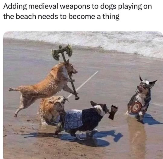 These dogs are seriously going at it on the beach with medieval weapons, I'm dying
