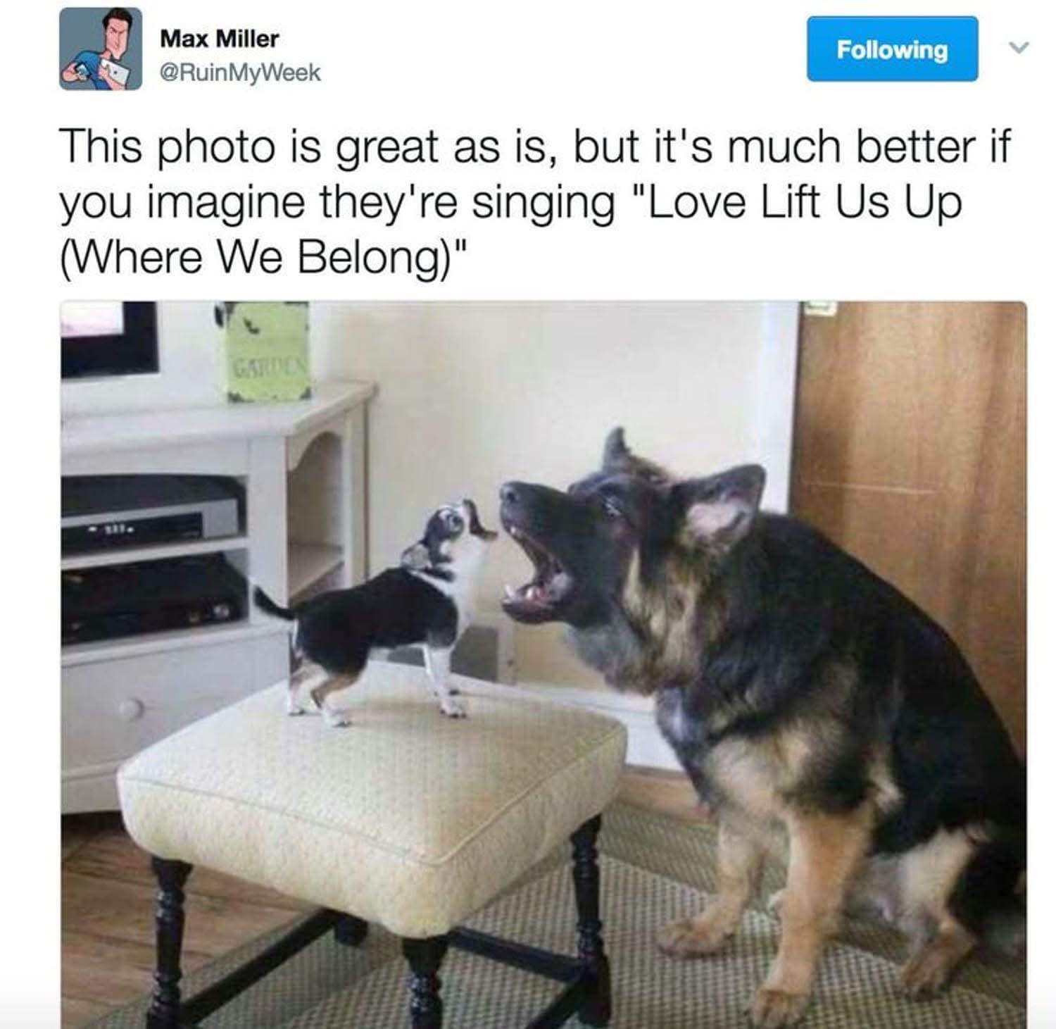 OMG these dogs singing 'I Wanna Know What Love Is' is sending me