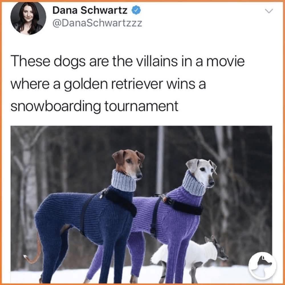 These dogs look like they're about to sabotage the wholesome golden retriever's snowboarding dreams