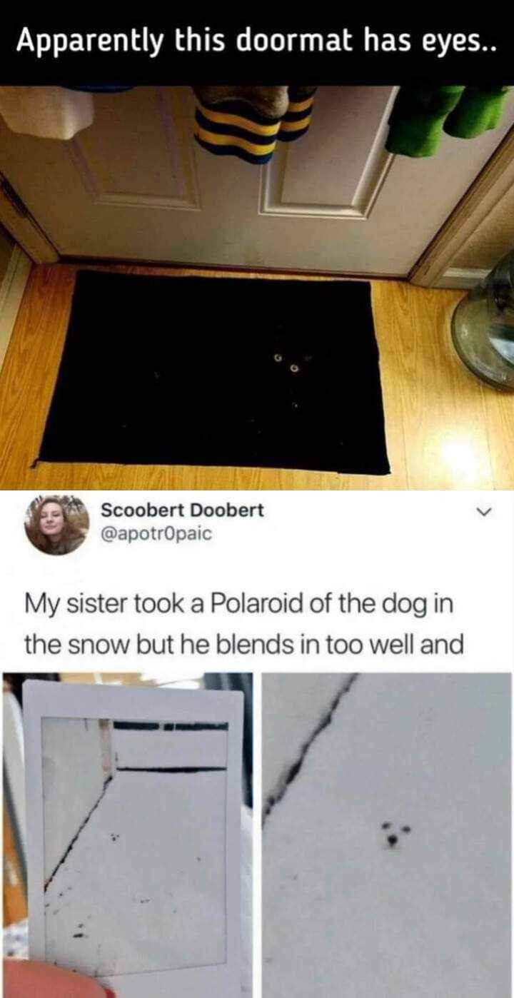 Bruh, I can't even find the dog in the snow, and apparently my doormat is judging me.