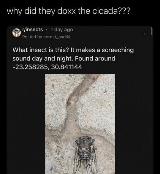 LMFAO someone asked reddit to identify a cicada and gave its exact coordinates. RIP that cicada.