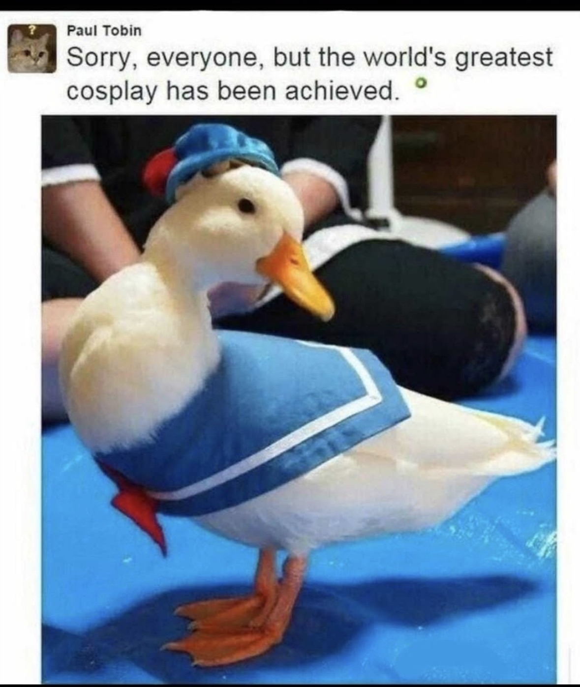 This duck is dressed as Donald Duck and someone declared it the greatest cosplay ever. I mean, can you even top this?