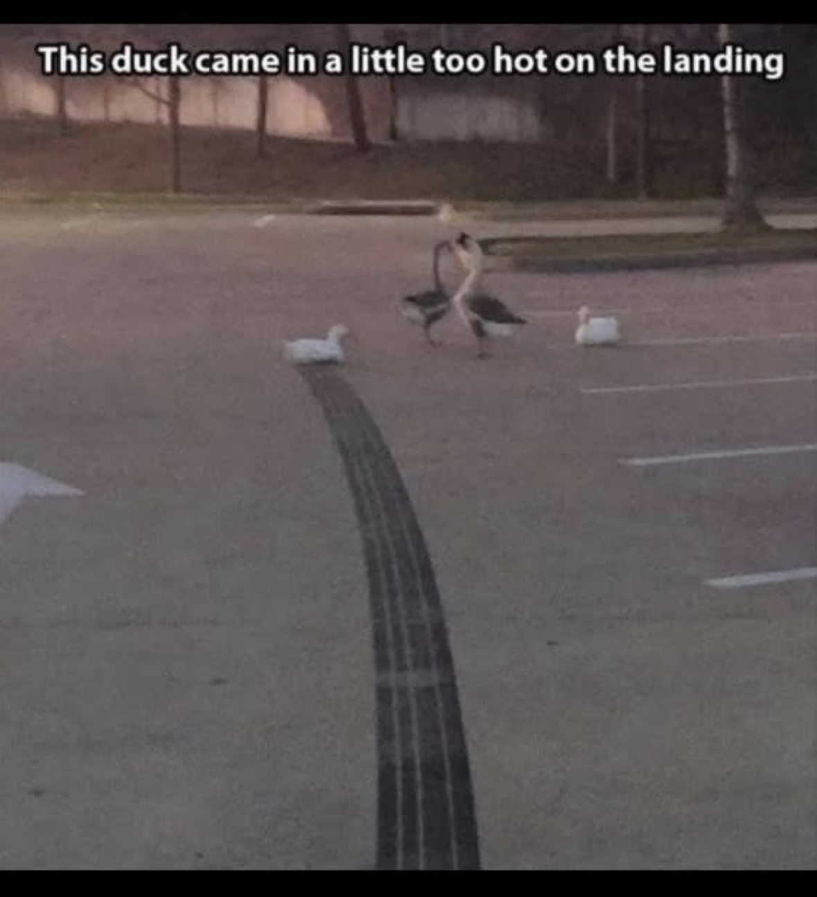 This duck clearly missed the memo on smooth landings.