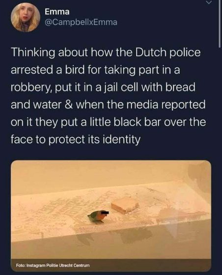 OMG the Dutch police arrested a bird and blurred its face when reporting on it. Peak justice system.