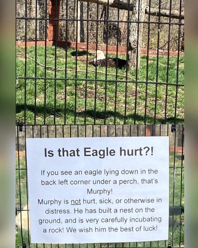 Me acting normal when everyone else is panicking. Meanwhile, Murphy the eagle is just chilling and incubating a rock.