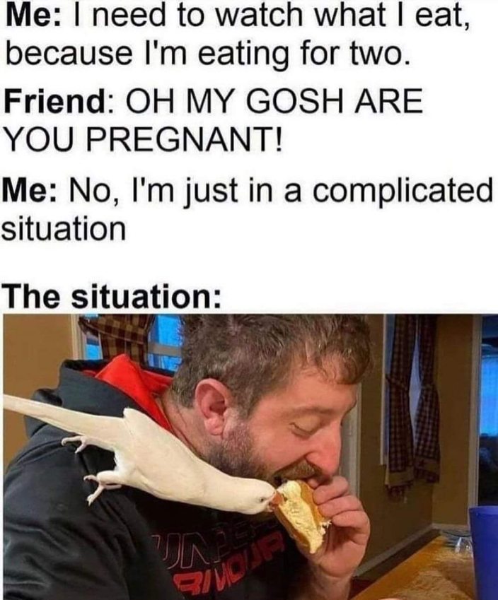 Thought I was pregnant but nope, just sharing my sandwich with a very enthusiastic bird.