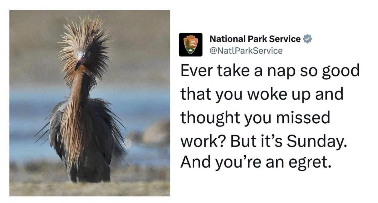 This bird woke up looking like they seriously overslept and missed a big meeting, but it's just Sunday. Mood.