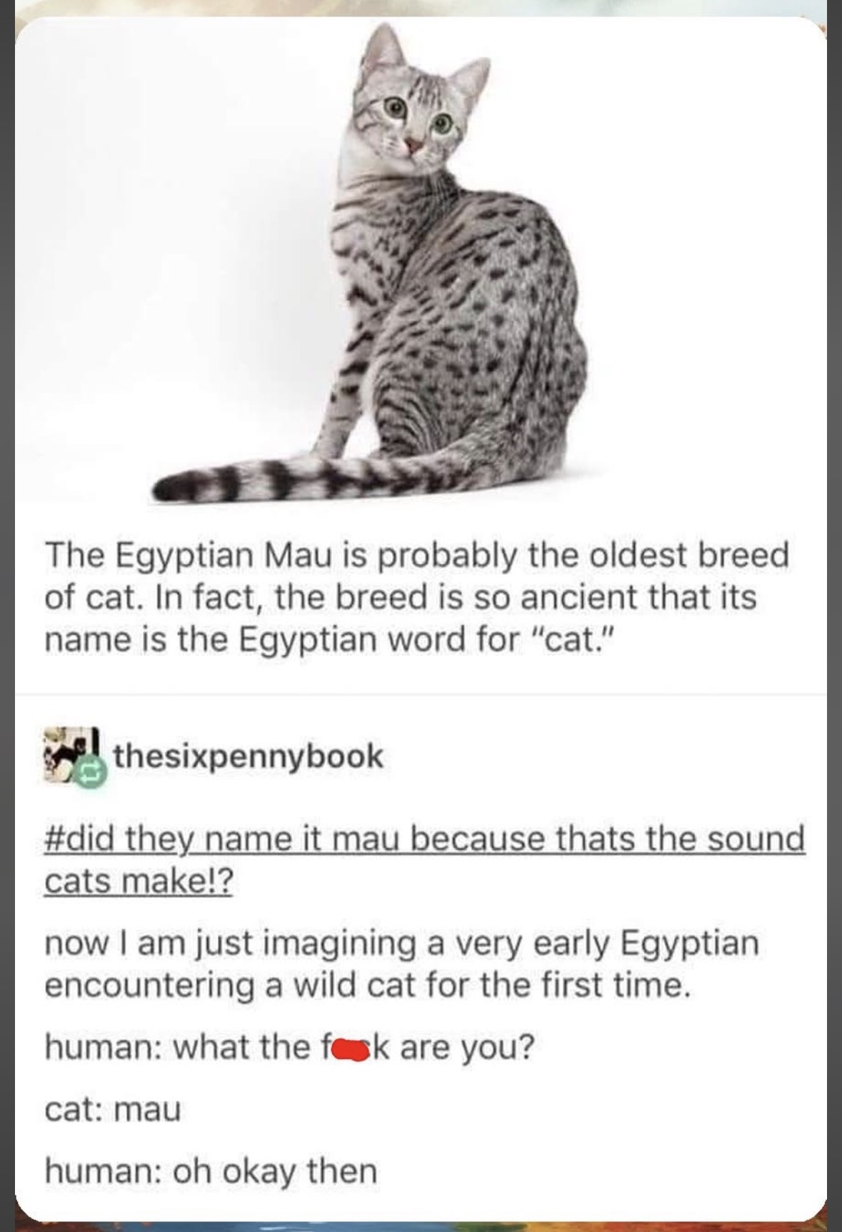 OMG did they name the Egyptian Mau cat because that's the sound cats make?! This early human/cat interaction is sending me