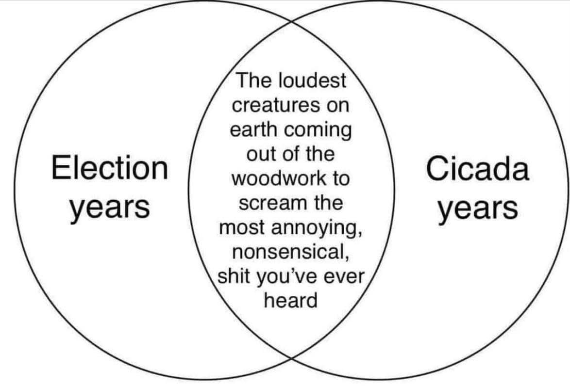 So basically, election years and cicada years are the same thing: loud and annoying.