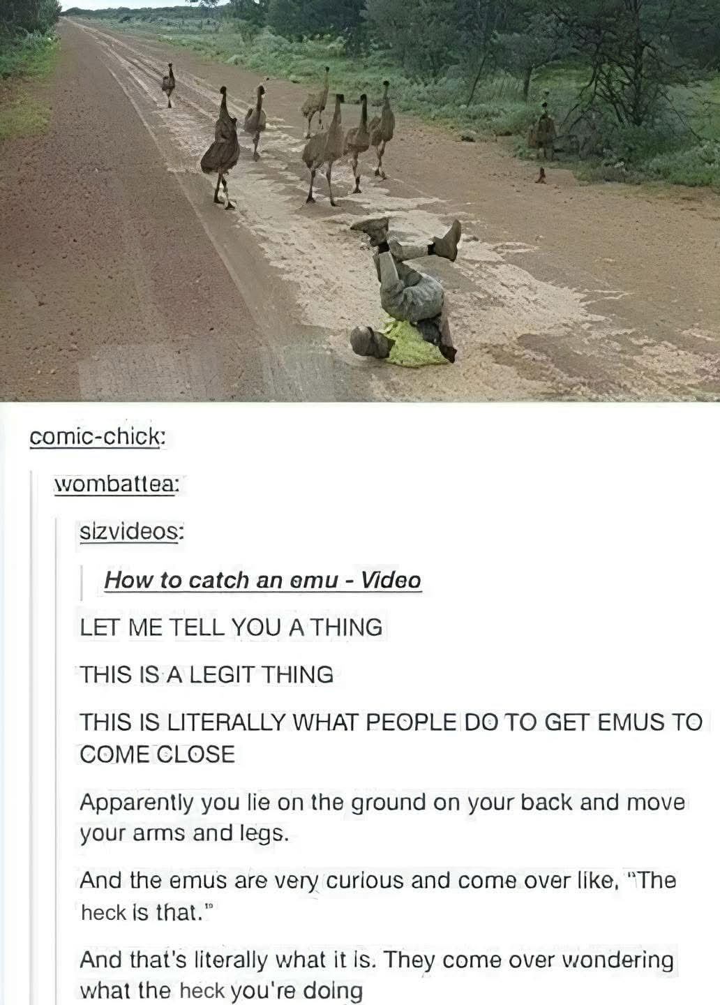 This is how you catch an emu I guess??? Wild.