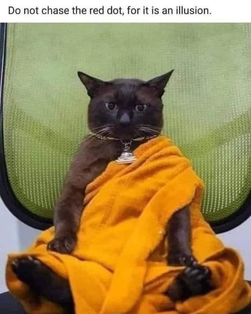 When you finally achieve enlightenment and realize chasing the laser pointer was never the answer.