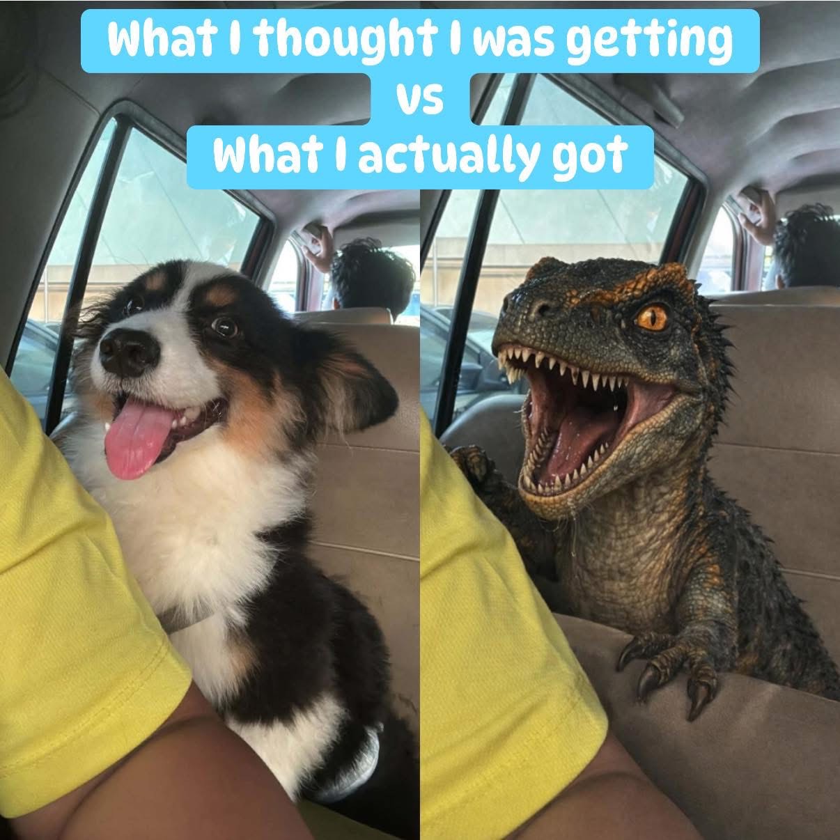 Expectation vs reality when getting a puppy... guess I got a velociraptor instead.