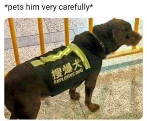 Me petting the service dog that’s also labeled 'explosive dog'