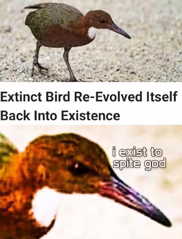 Extinct bird: 'I exist to spite god'