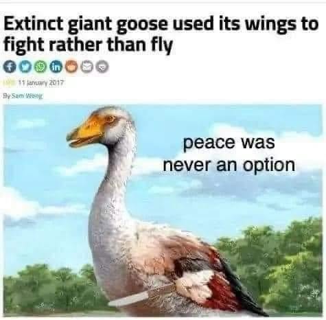This goose just chose violence. Peace was never an option.