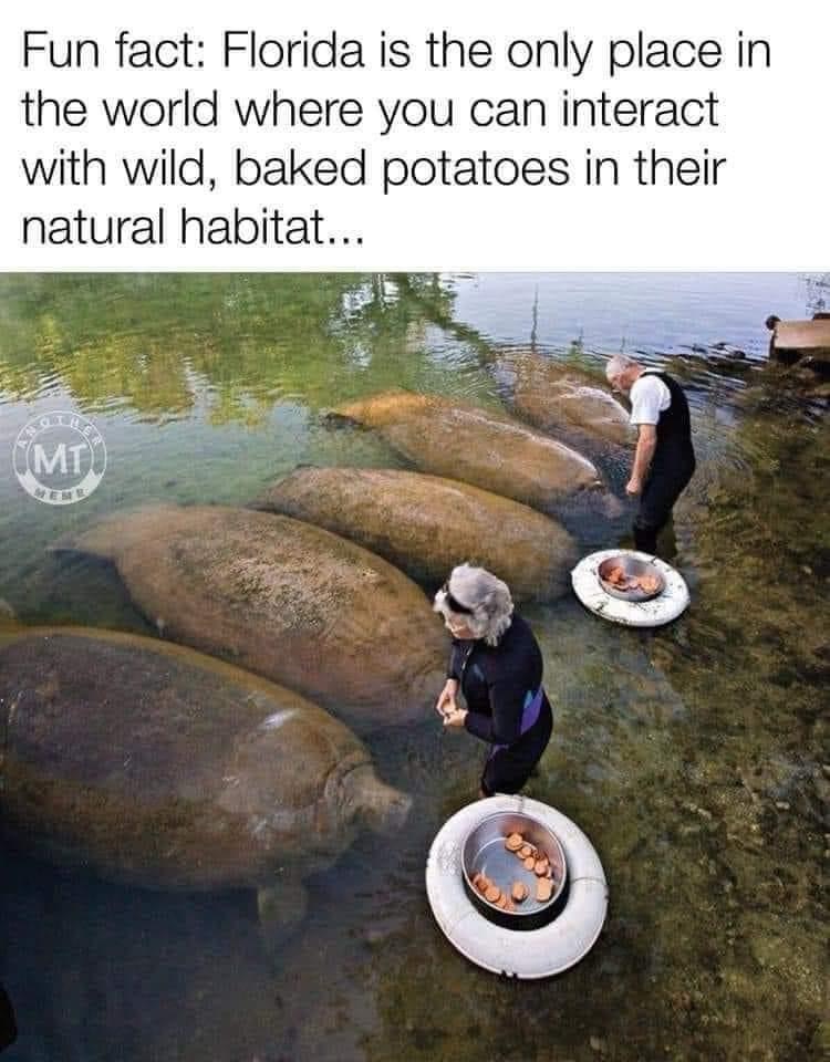 Me in Florida after seeing these manatees and calling them baked potatoes
