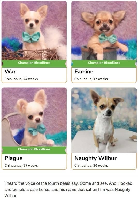 When you realize the four horsemen of the apocalypse are just four chihuahuas and one of them is named Naughty Wilbur
