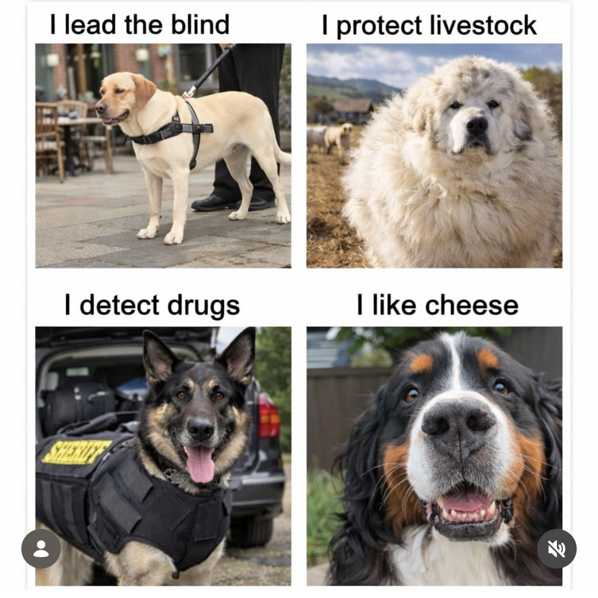 Dog jobs be like: guide the blind, protect the sheep, detect drugs, or just... really like cheese