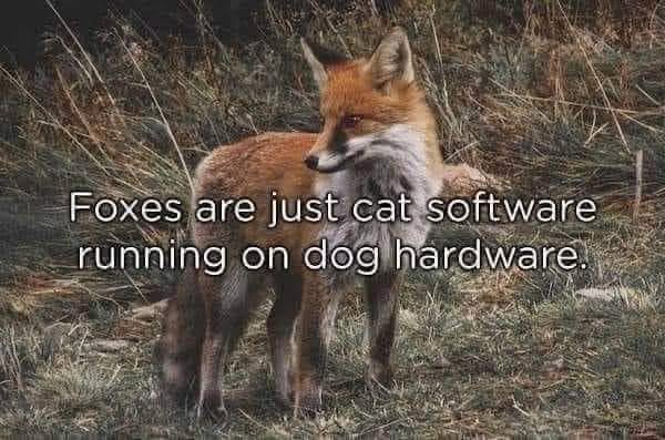 Omg it's so true, foxes are just cat software running on dog hardware
