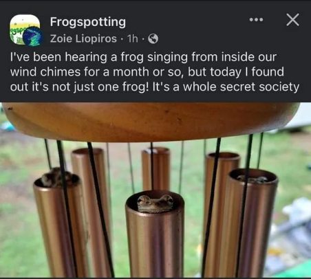 So you thought it was just one frog singing? Nah, it's a whole secret society chilling in the wind chimes.