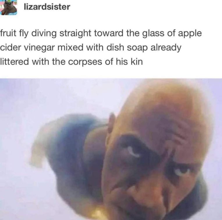 Imagine being this fruit fly, so determined to escape but headed straight for a trap filled with fallen comrades.