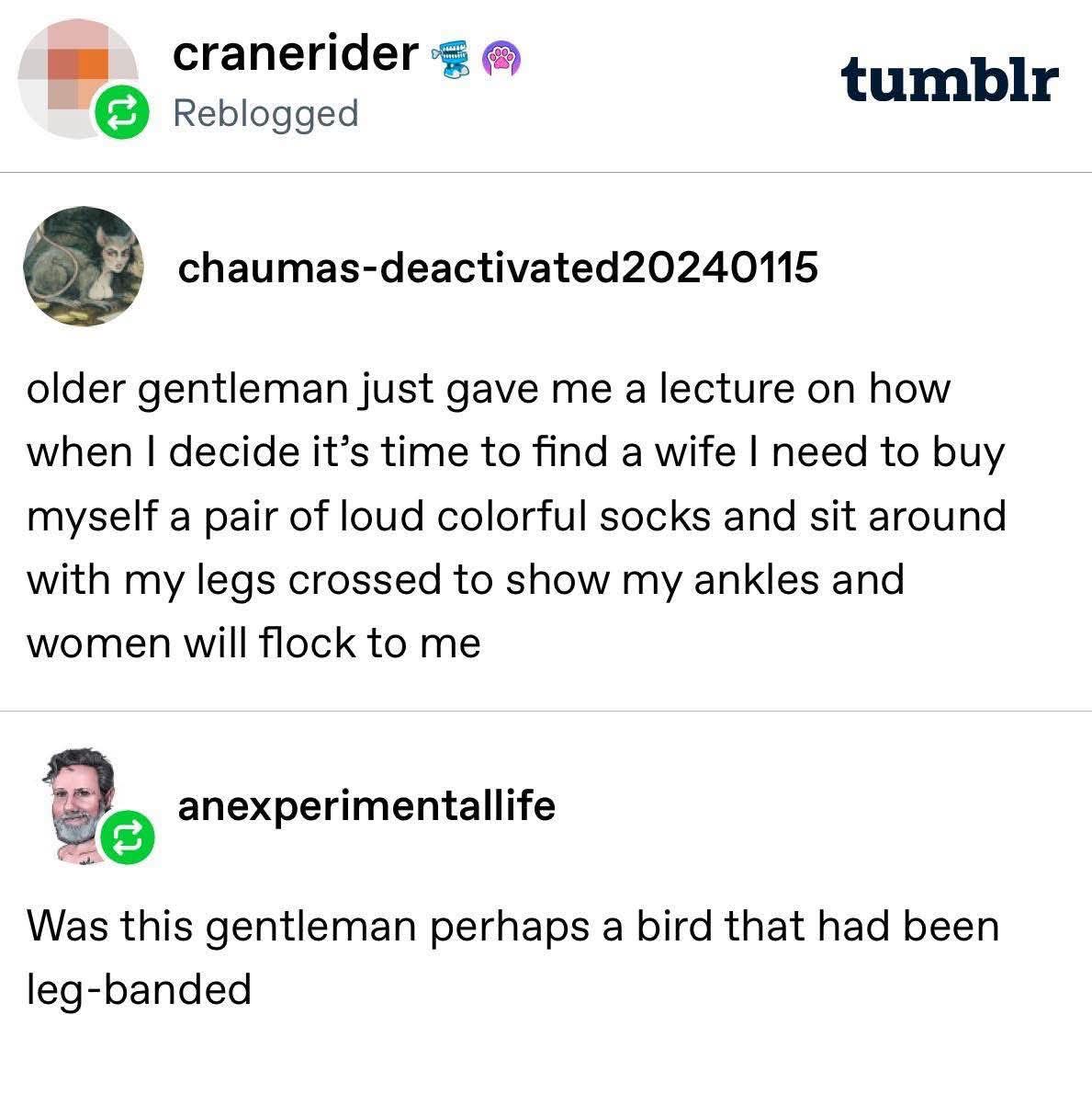 When a dude explains how to attract a wife using colorful socks and leg crossing, and someone points out he sounds like a bird.