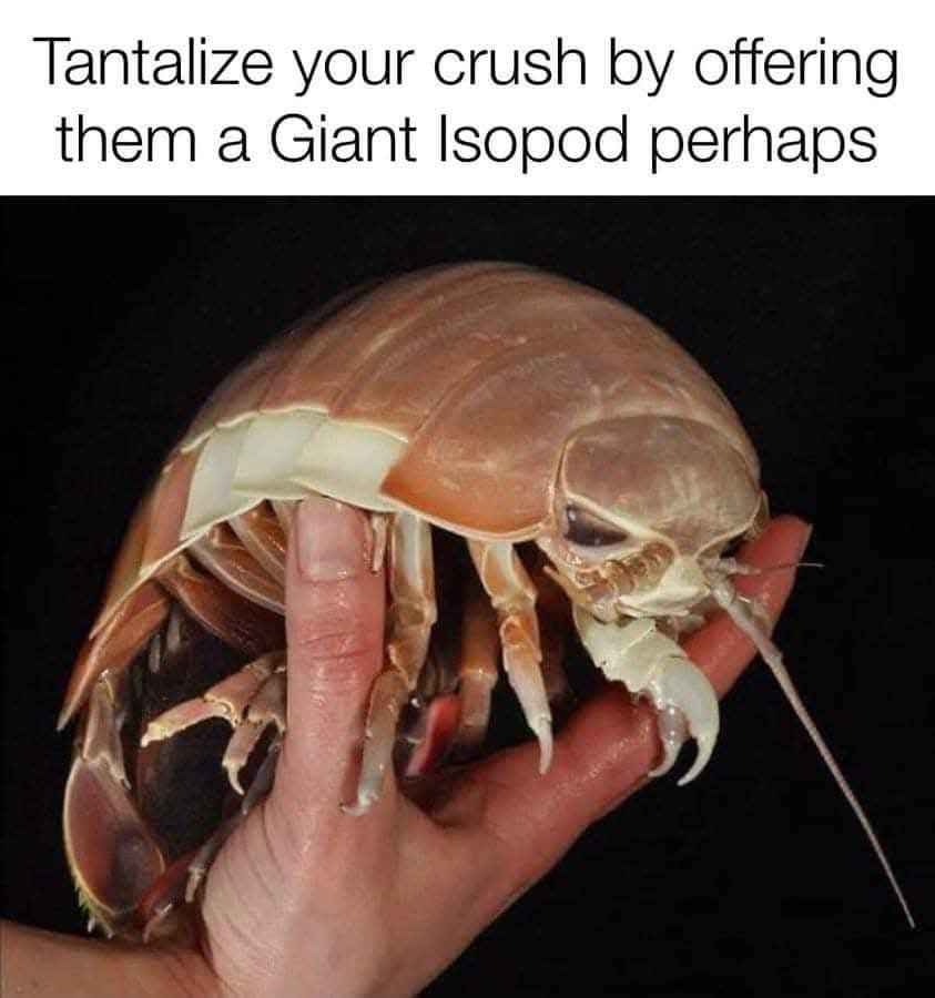 My dating strategy is to confuse them with a giant isopod