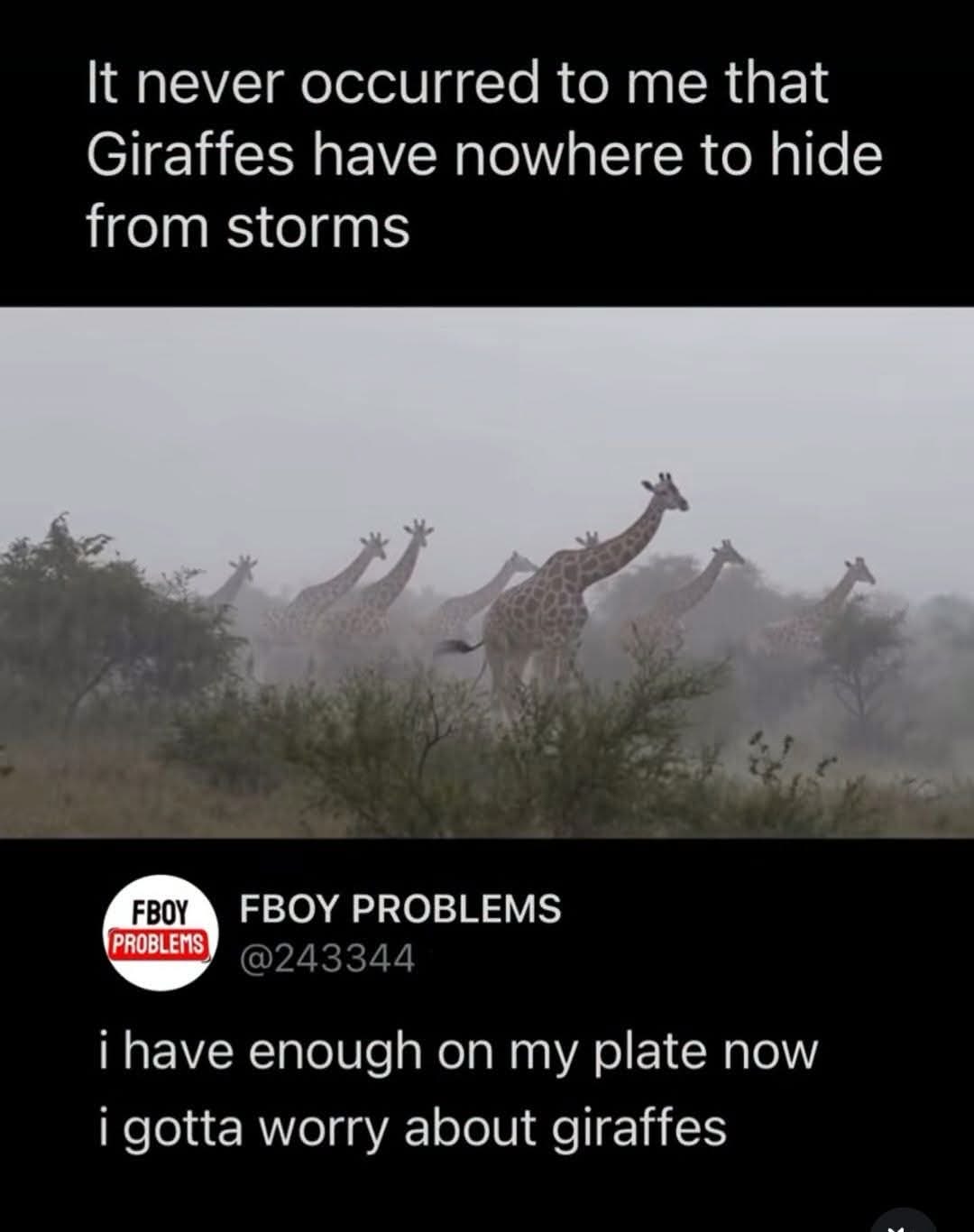 When you think you have too many problems, but then realize giraffes have it worse during storms.