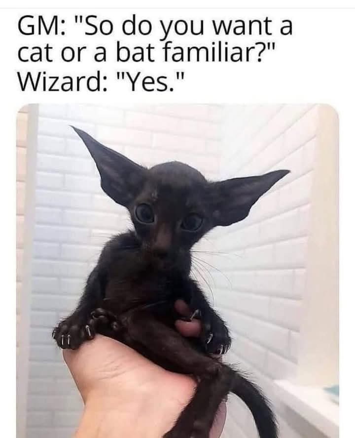 When the wizard wants both a cat and a bat familiar
