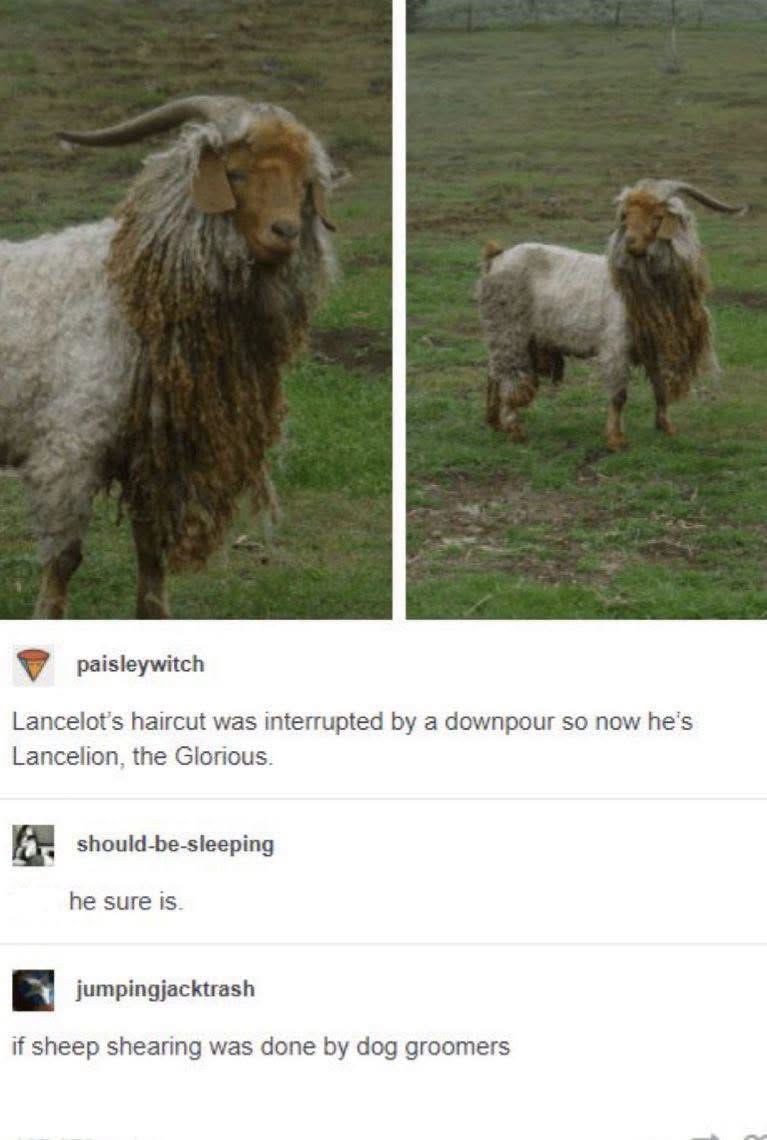 This goat's haircut got rained on and now he looks like he's about to drop a sick album.