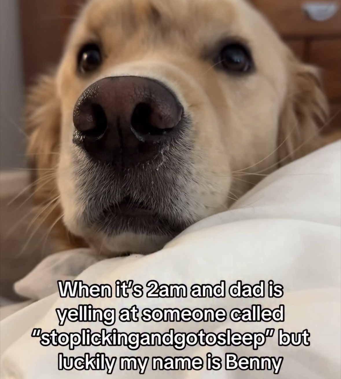 Lol imagine your dad yelling "stop licking and go to sleep" at you and it sounds just like your name