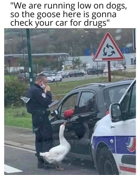 So they're using a goose for drug checks now because they ran out of dogs lol