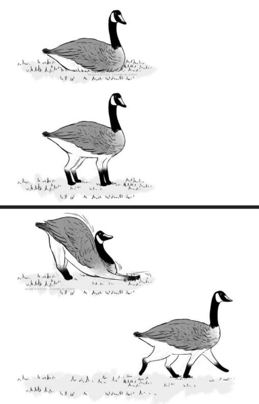 The evolution of a goose trying to walk on its legs. It's a whole process.
