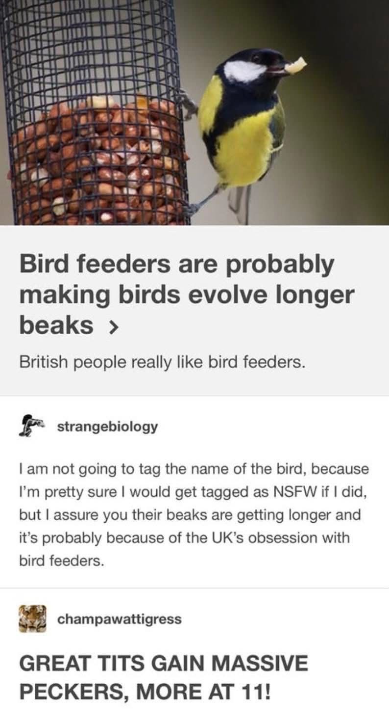 When bird feeders make great tits gain massive peckers, reporting live at 11