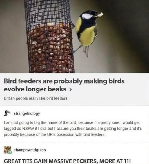 When the science article about great tits evolves into a lewd joke