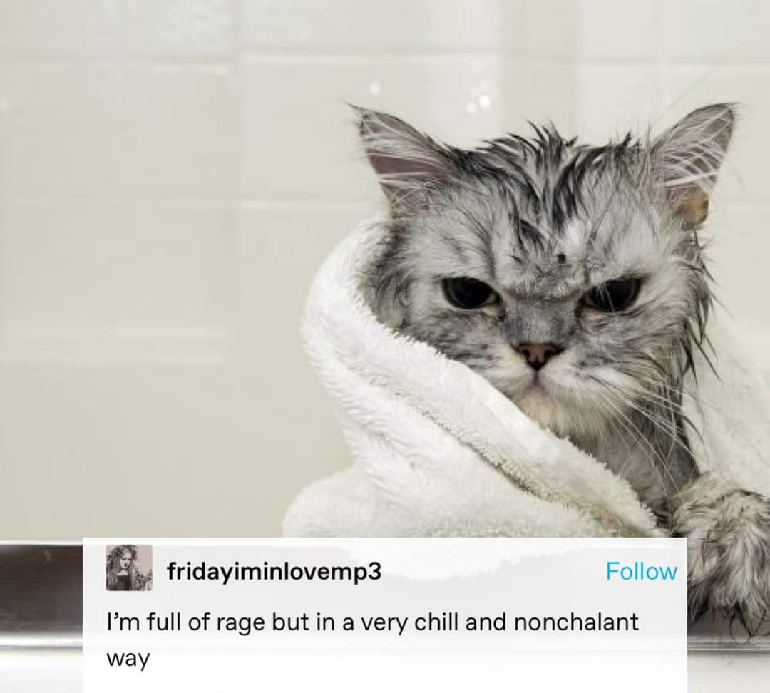 This cat looks like it's plotting revenge after a bath