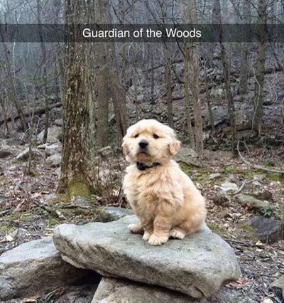 This adorable little guy is clearly in charge of the forest.