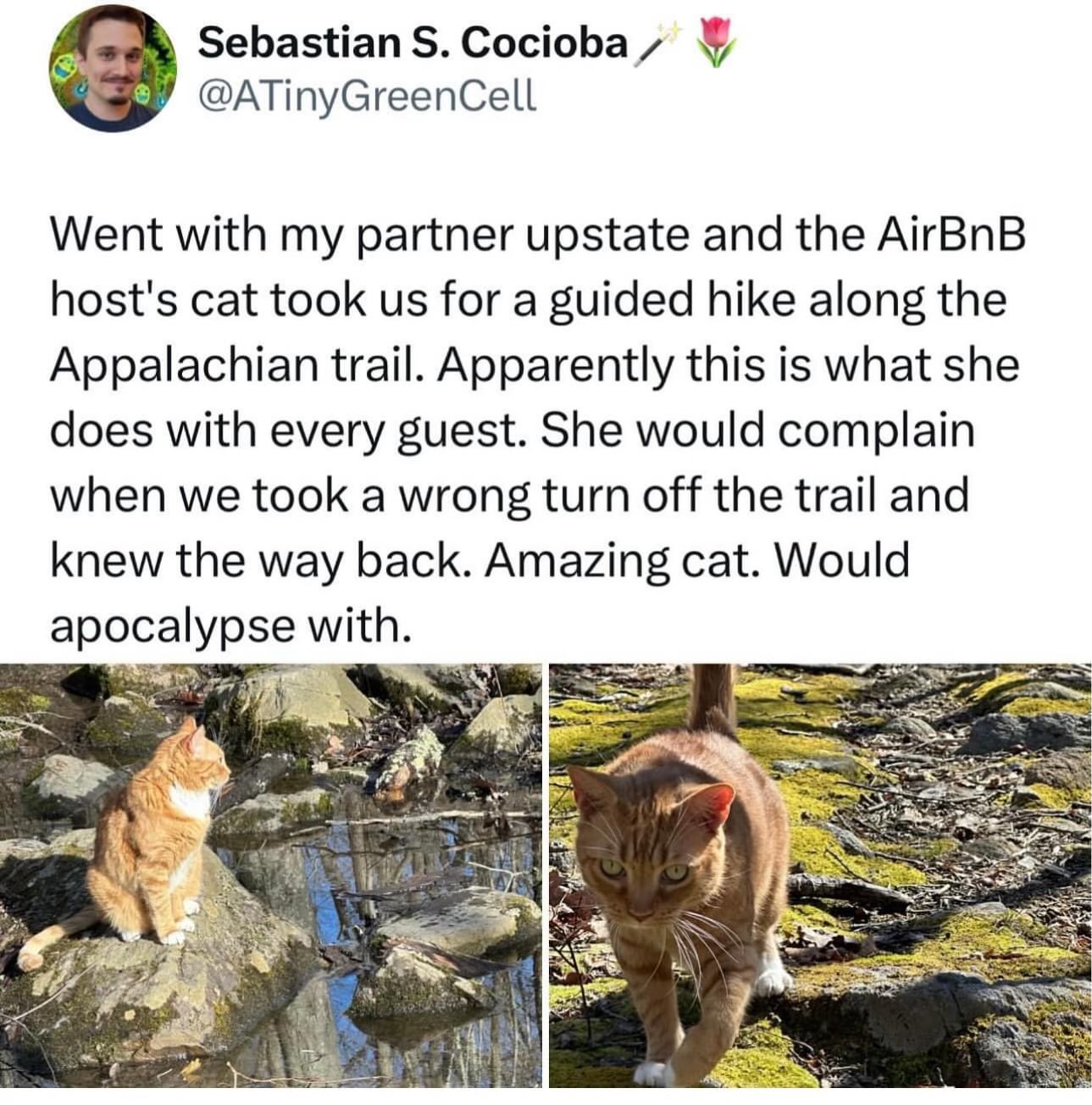 this cat is apparently the actual Appalachian Trail guide and will yell at you if you get lost