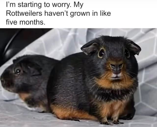 My guinea pigs looking worried bc I told them they're my Rottweilers and they haven't grown at all