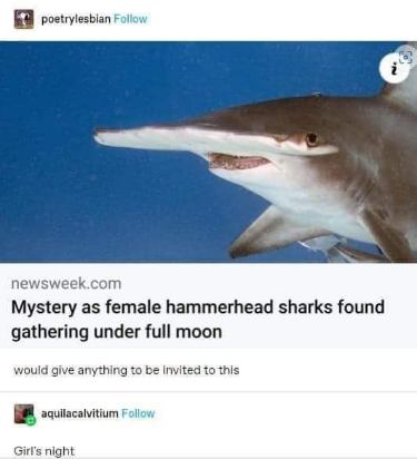 Omg, lady hammerhead sharks having a full moon get-together, sounds lit